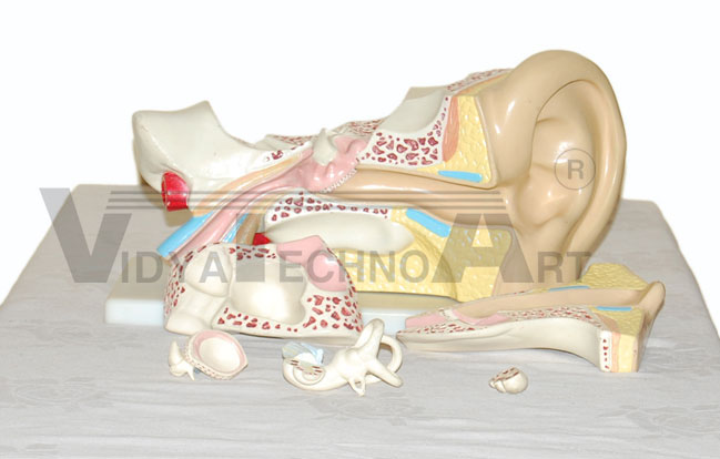 New Style Giant Ear Model Pharmaceutical and Anatomical Model Gifts